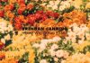 Новый альбом Brendan Canning - Home Wrecking Years