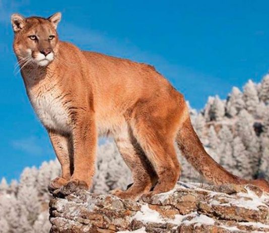 Жительница острова Ванкувер чуть было не стала жертвой кугуара, но Metallica спала женщине жизнь. Интересная история про группу Metallica