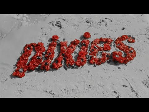 Серфинг убивает в клипе PIXIES - Long Rider